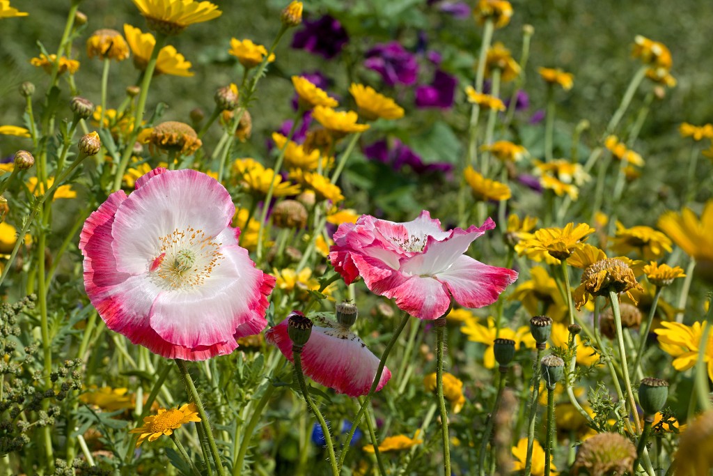 akkerranden akkerrand bloem bloemen flora hdr polder gewas landbouw biodiversiteit landschap cannabis wiet marihuana hasj hennep